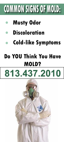 Tampa Mold Remediation Contractor